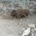 散养野猪！黑猪！
