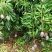 芒果1斤以上10斤装的