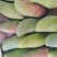 芒果1斤以上10斤装的
