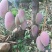 芒果1斤以上10斤装的