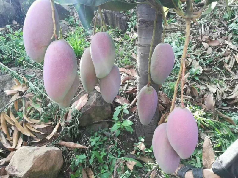 芒果1斤以上10斤装的