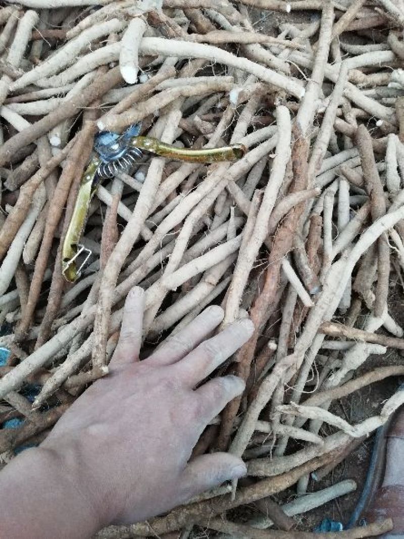 新鲜牛大力