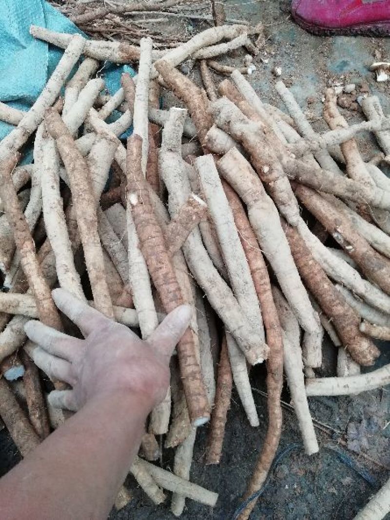 新鲜牛大力