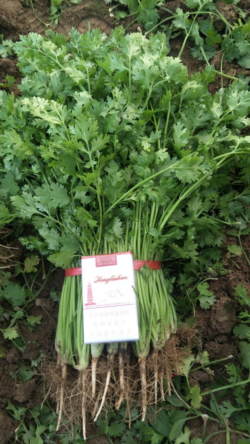 小叶铁杆香菜，产地直销，