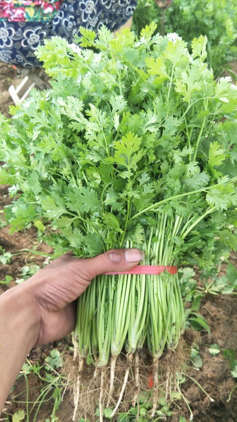 小叶铁杆香菜，产地直销，