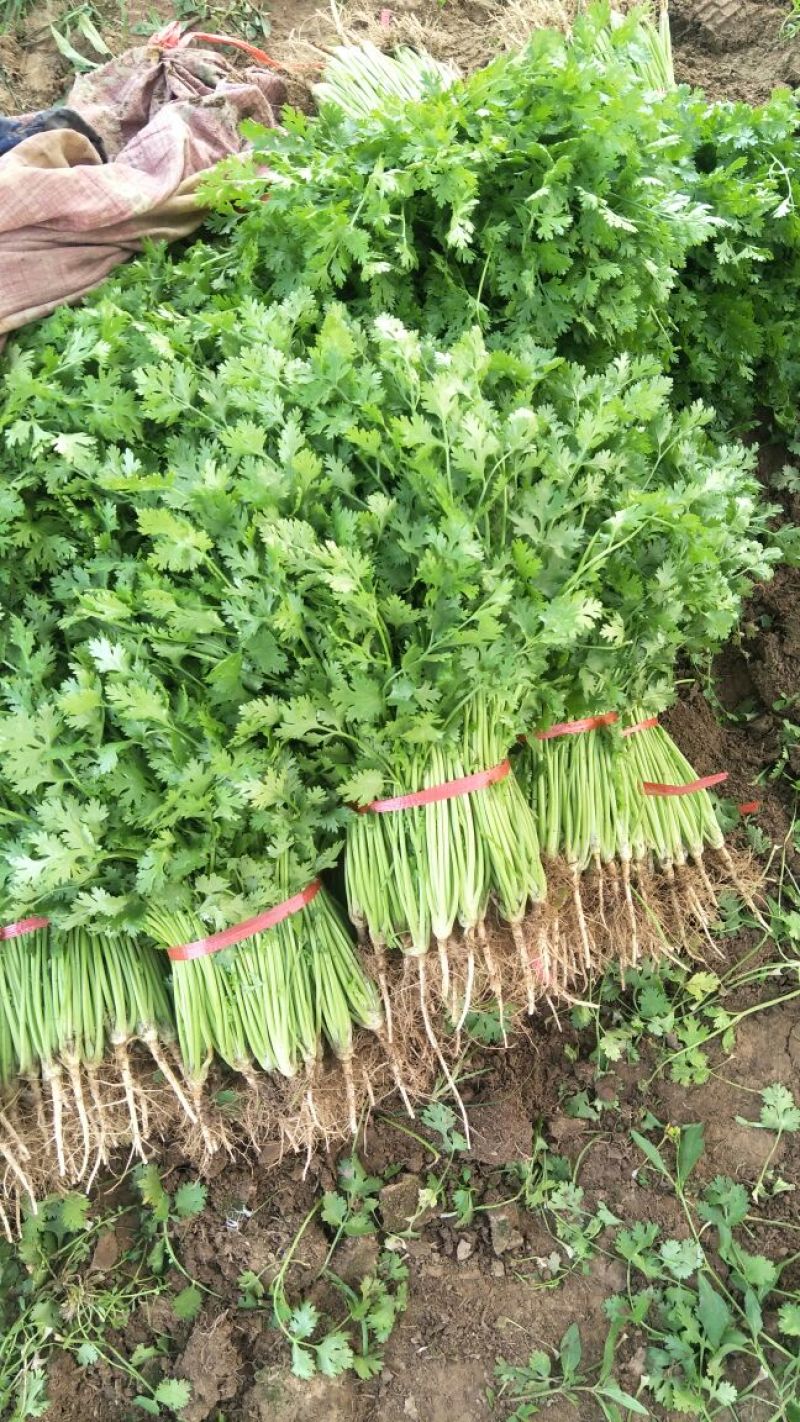 小叶铁杆香菜，产地直销，
