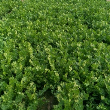 小叶铁杆香菜，产地直销，
