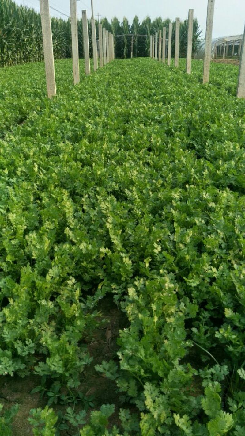 小叶铁杆香菜，产地直销，