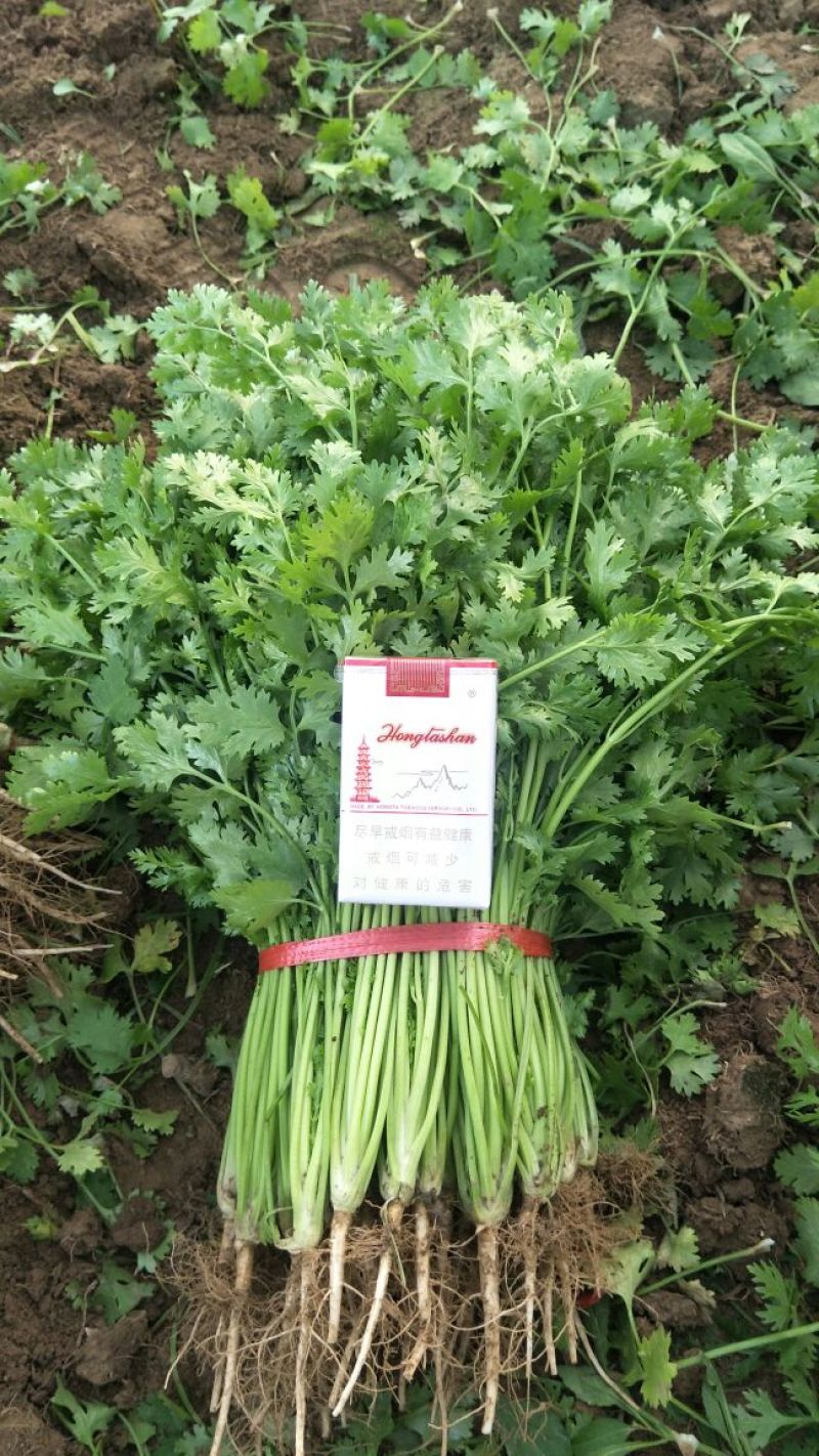 小叶铁杆香菜，产地直销，