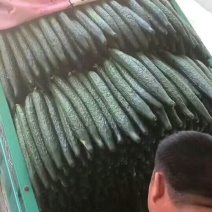 密刺黄瓜18~22公分鲜花带刺。。。
