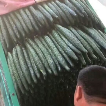 密刺黄瓜18~22公分鲜花带刺。。。