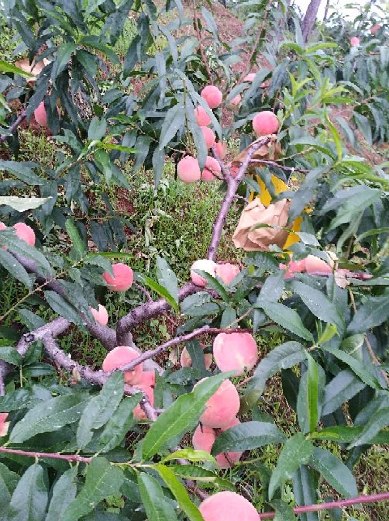 高原原生态山地桃特色日照时间长，