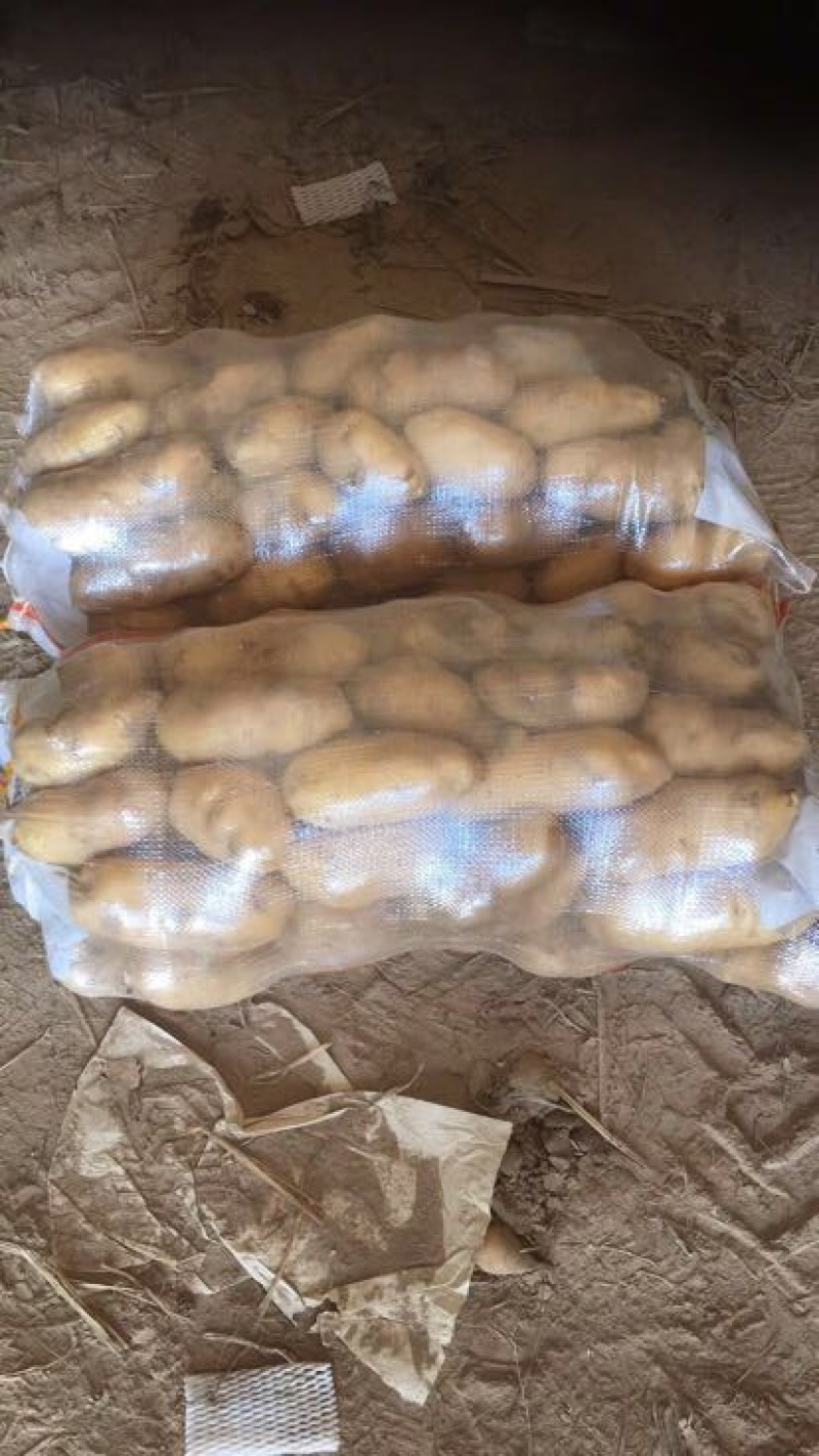 【荷兰十五土豆】精品土豆2两以上黄心土豆品质保障欢迎采购