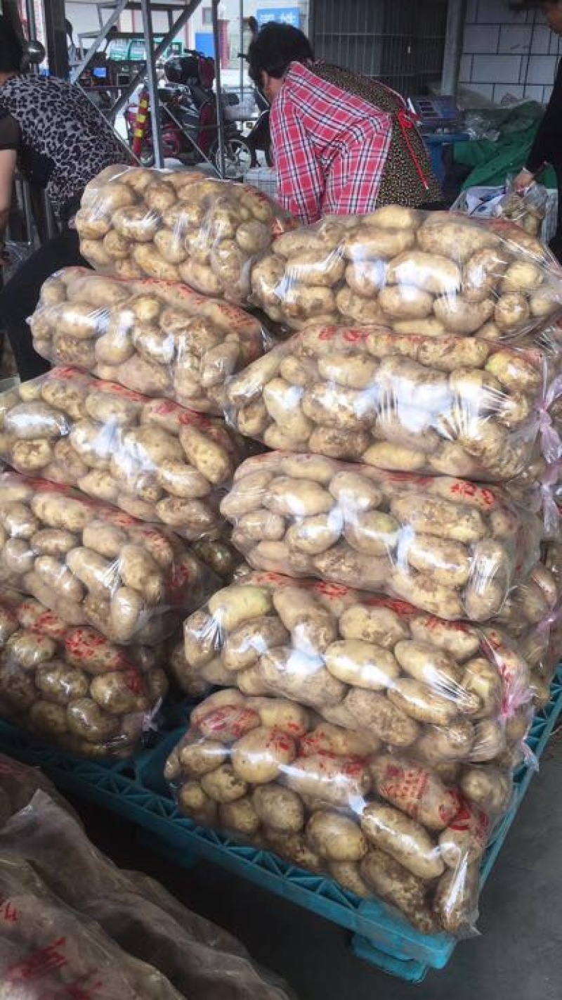 【荷兰十五土豆】精品土豆2两以上黄心土豆品质保障欢迎采购