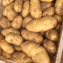 【荷兰十五土豆】精品土豆2两以上黄心土豆品质保障欢迎采购