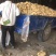 【荷兰十五土豆】精品土豆2两以上黄心土豆品质保障欢迎采购