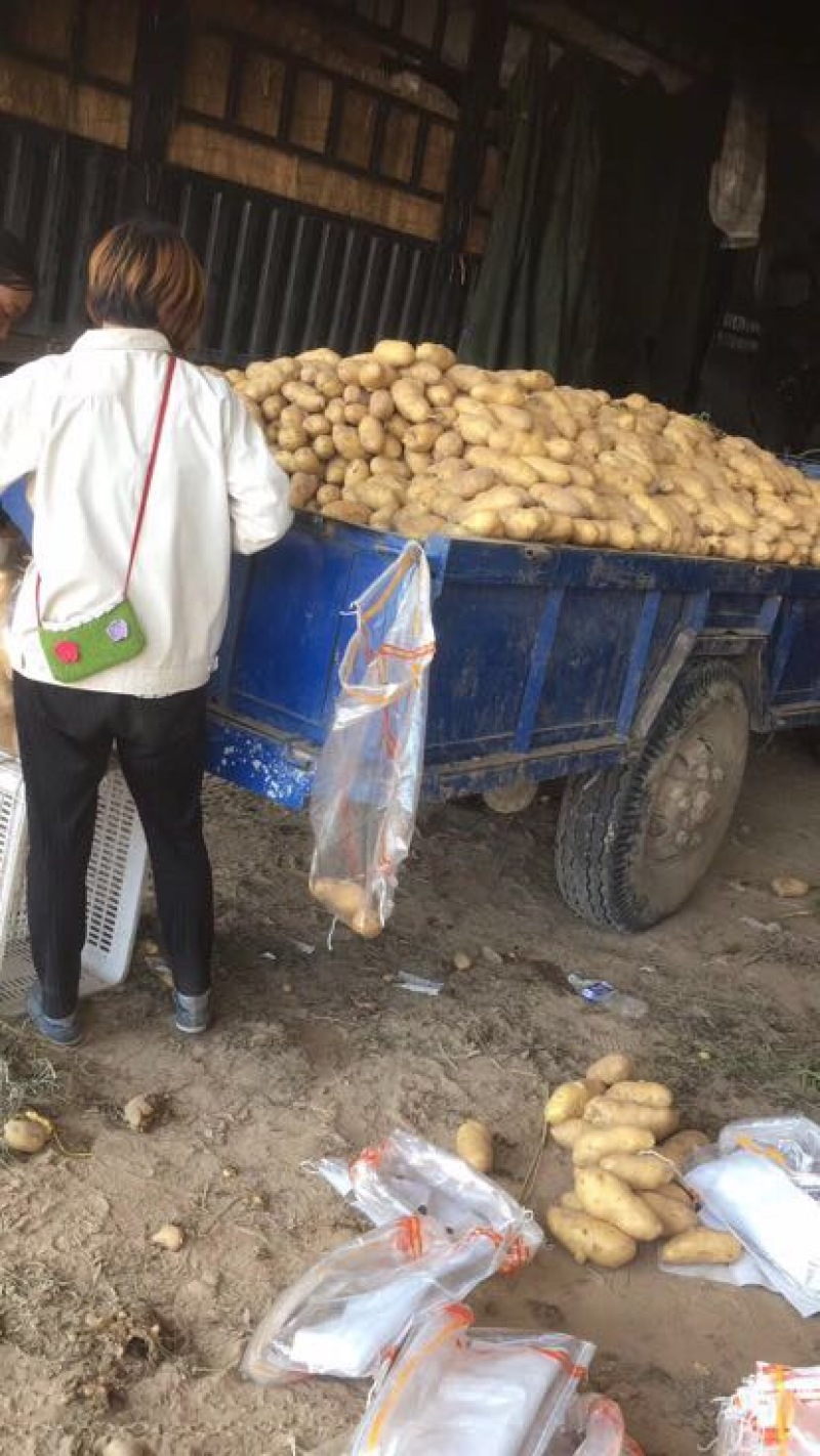【荷兰十五土豆】精品土豆2两以上黄心土豆品质保障欢迎采购