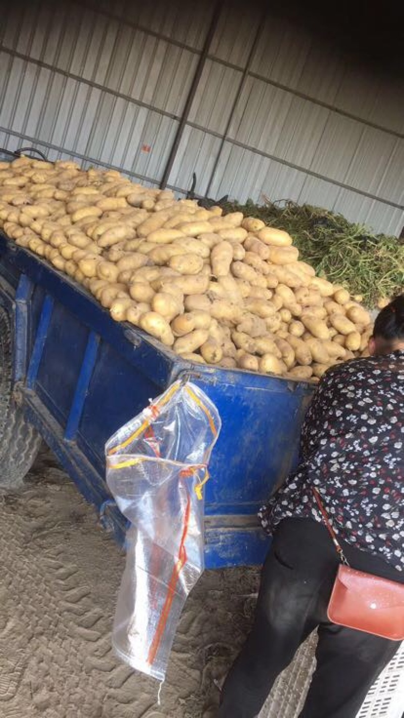 【荷兰十五土豆】精品土豆2两以上黄心土豆品质保障欢迎采购