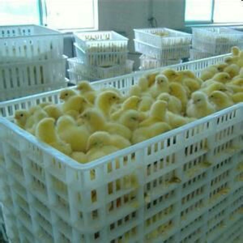 大白鹅苗