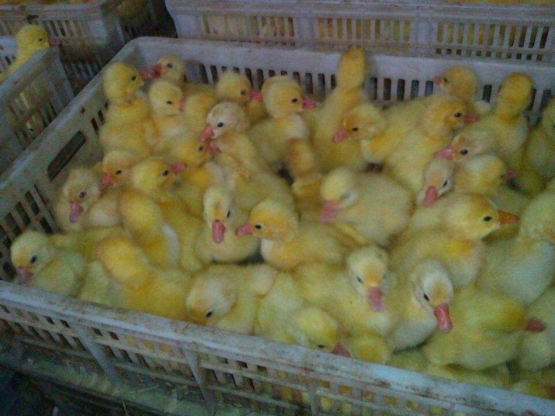 大白鹅苗