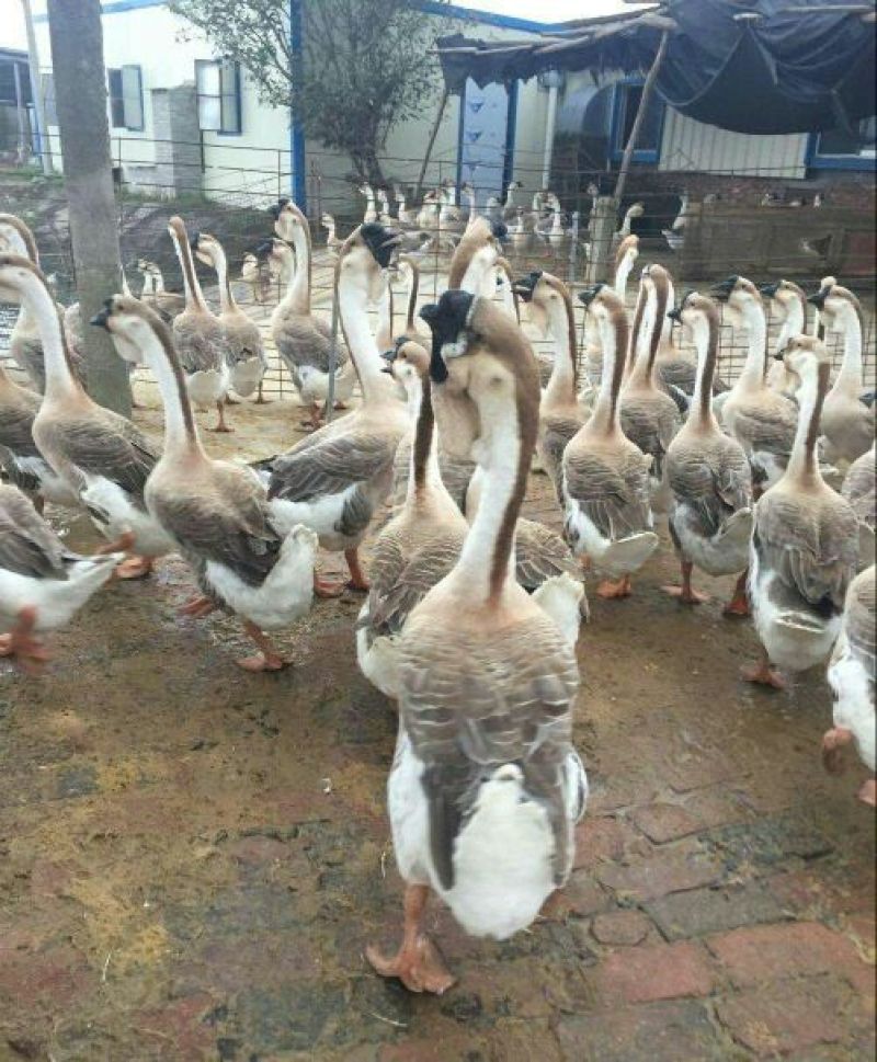 狮头鹅苗