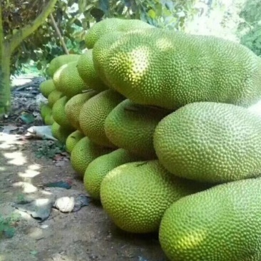 菠萝密精品，免费包邮