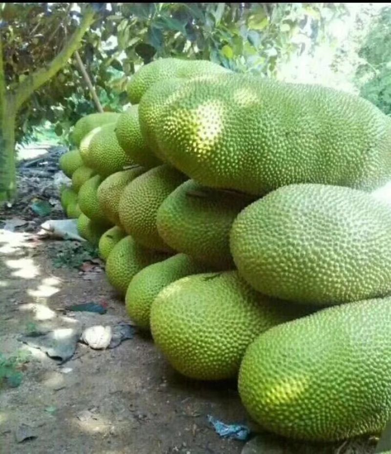 菠萝密精品，免费包邮