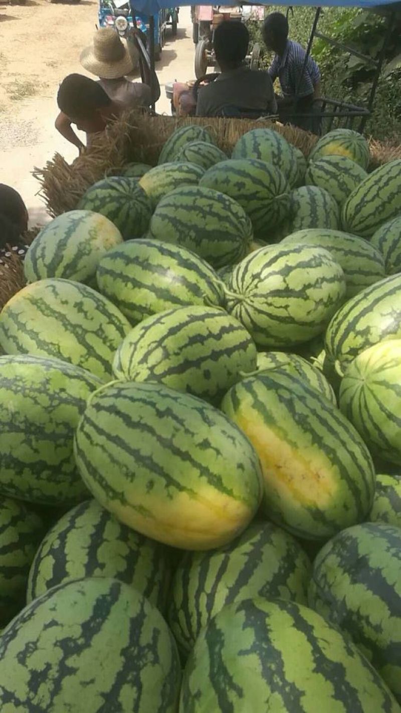 大花瓜