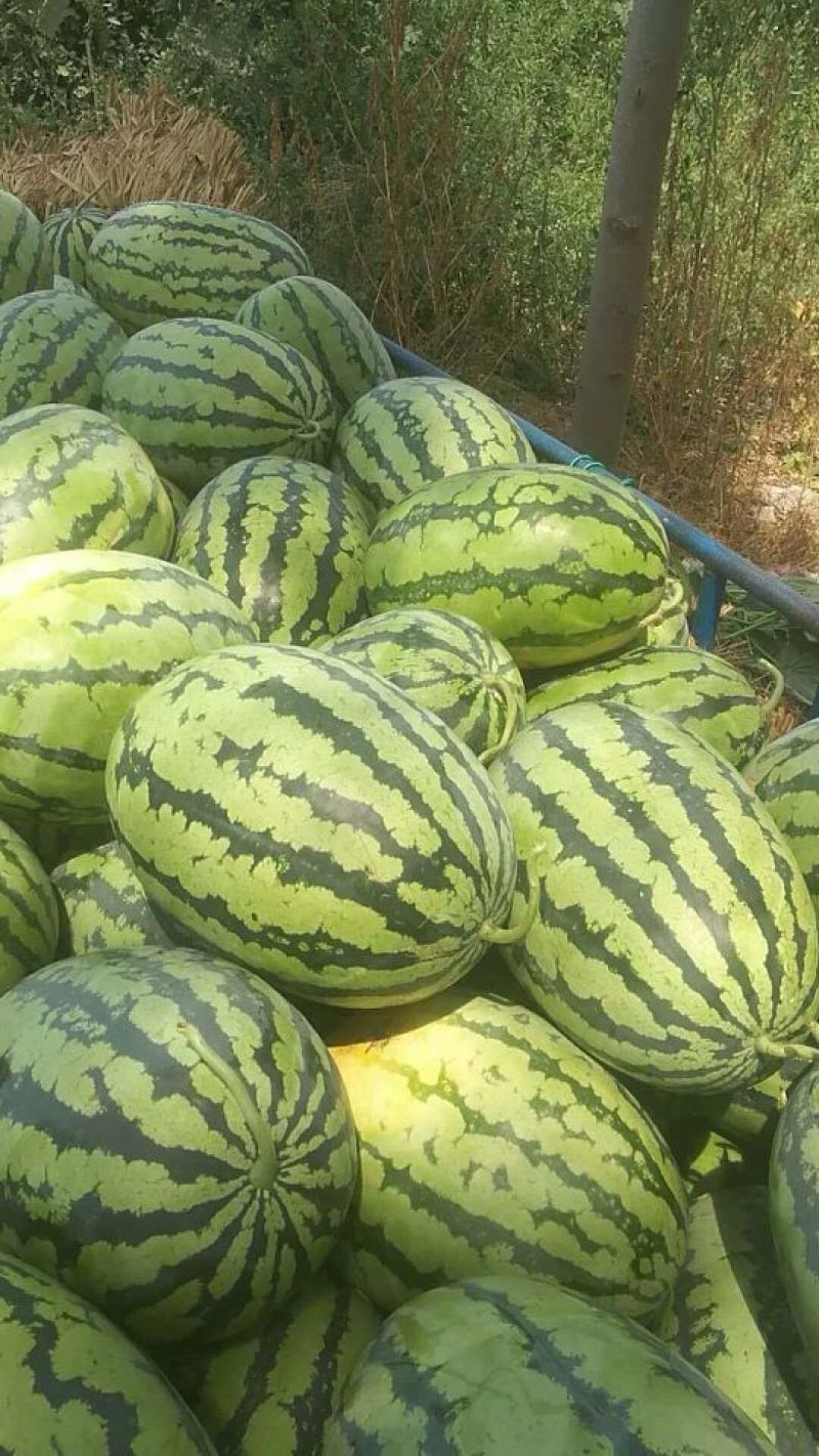 大花瓜