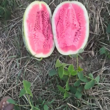 大花瓜