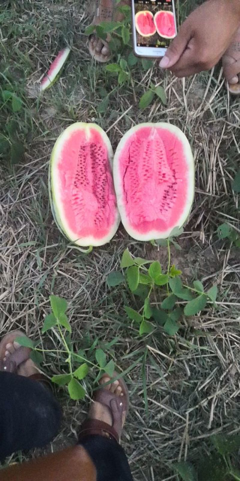 大花瓜