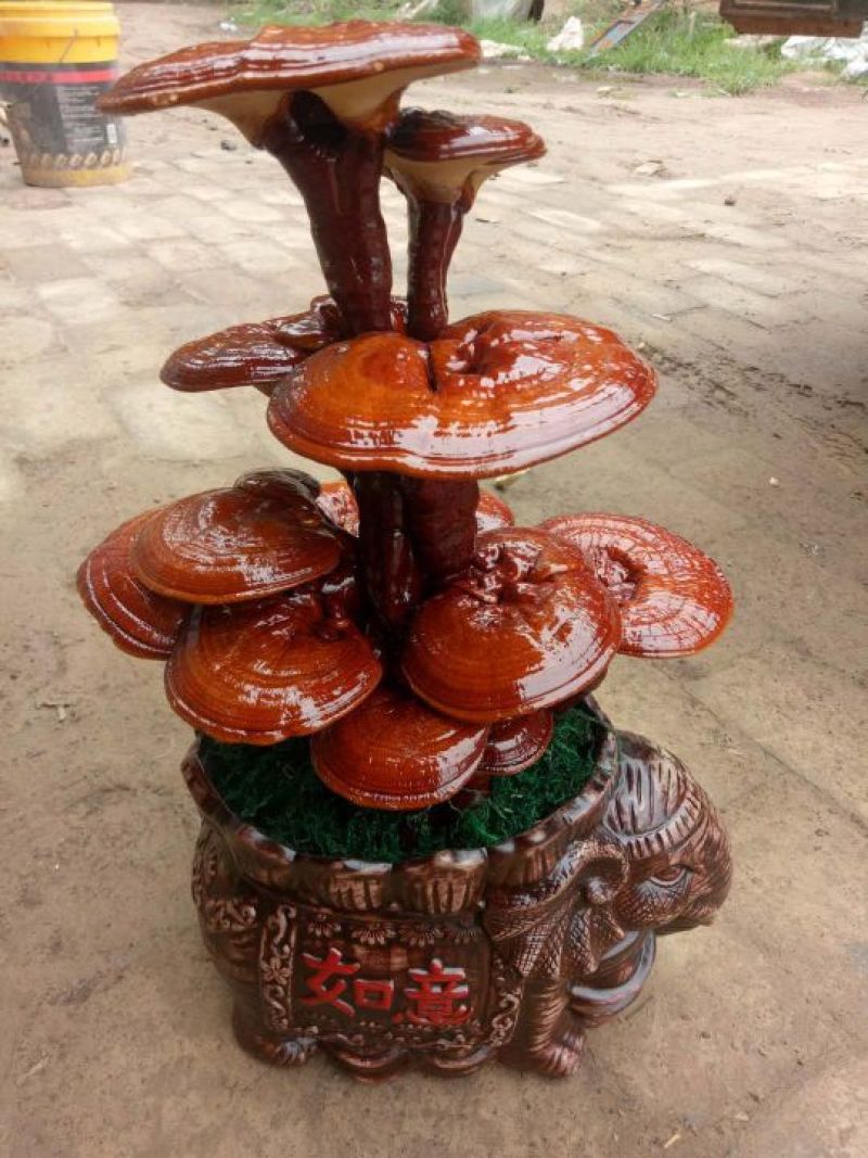 冠宇农业大三层活体嫁接灵芝盆景