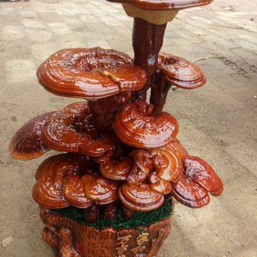 冠宇农业大三层活体嫁接灵芝盆景