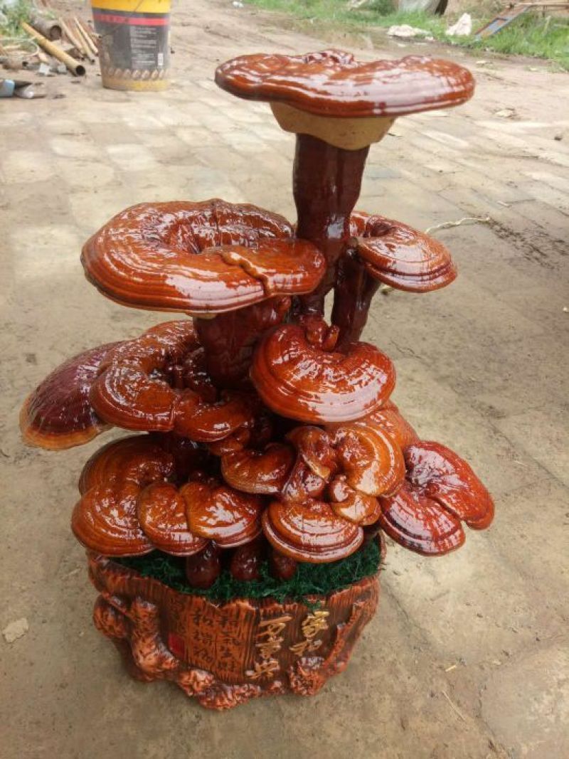 冠宇农业大三层活体嫁接灵芝盆景