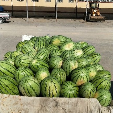 西瓜大量上市，皮薄肉红沙甜可口