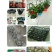基地专用塑料花盆厂家直销