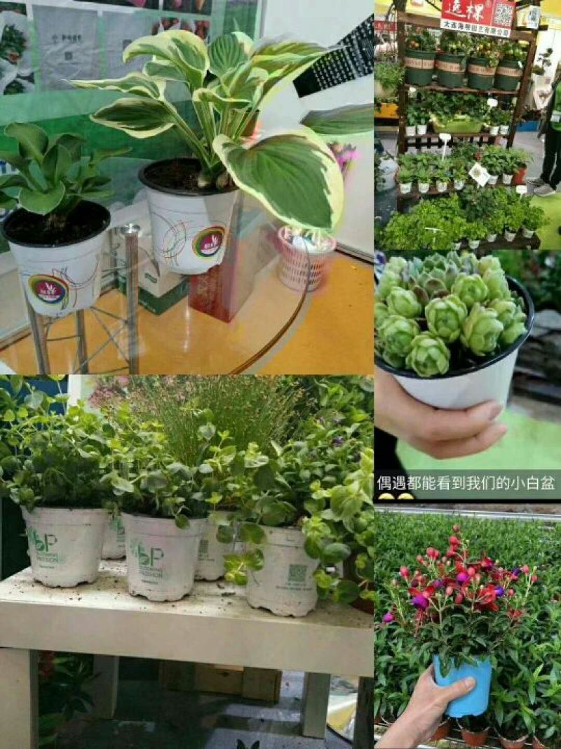 基地专用塑料花盆厂家直销