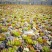 基地专用塑料花盆厂家直销