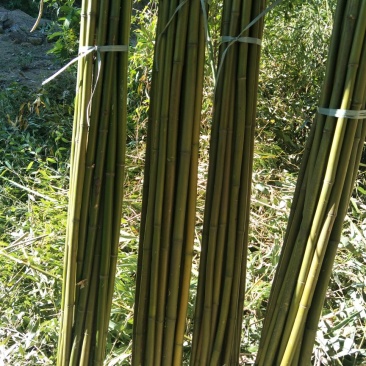 黄金竹，长期现货供应5一6米尾径2公分