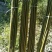 黄金竹，长期现货供应5一6米尾径2公分