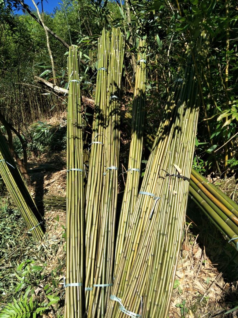 黄金竹，长期现货供应5一6米尾径2公分
