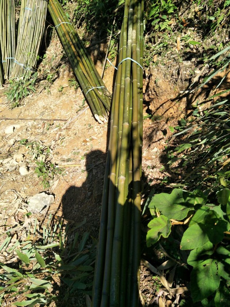 黄金竹，长期现货供应5一6米尾径2公分