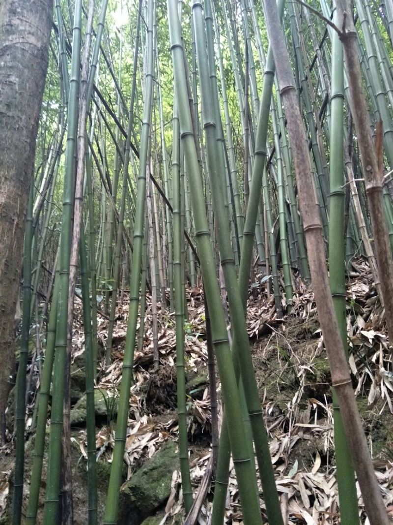 黄金竹，长期现货供应5一6米尾径2公分