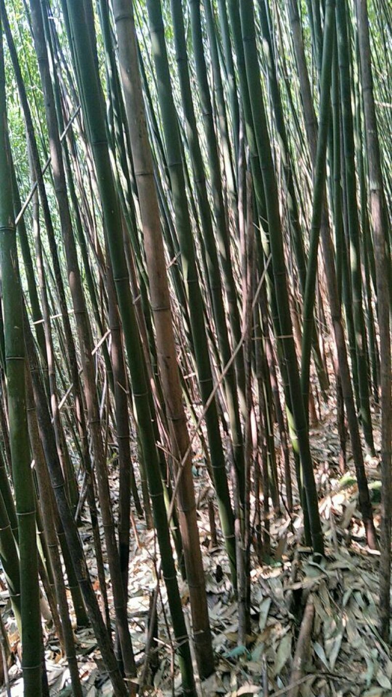 黄金竹，长期现货供应5一6米尾径2公分