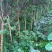 四川眉山大量出售二红紫薇