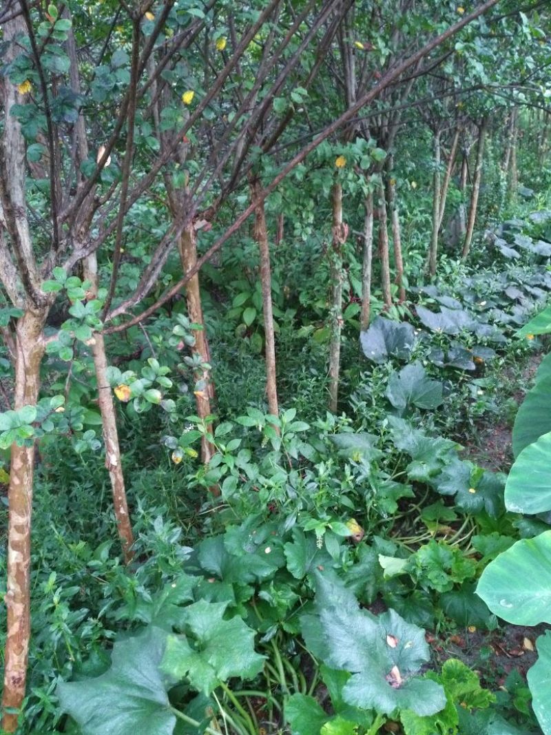 四川眉山大量出售二红紫薇