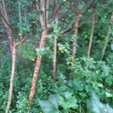 四川眉山大量出售二红紫薇