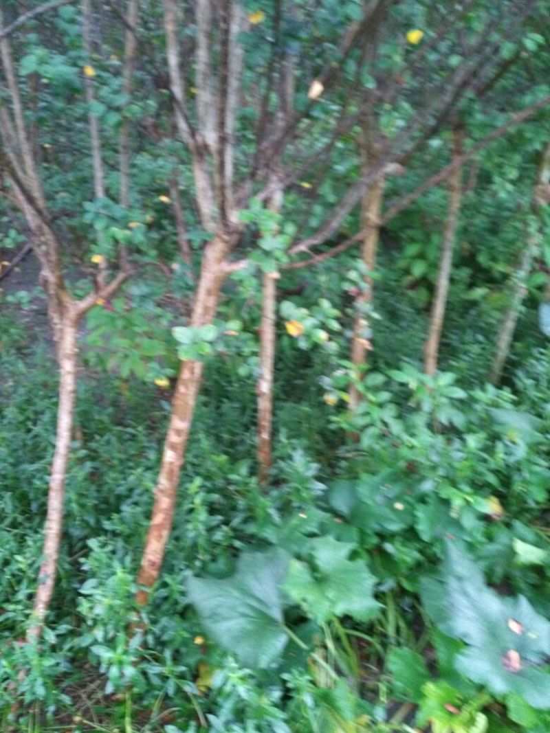 四川眉山大量出售二红紫薇