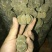 正宗化州橘红正毛果，工艺茶