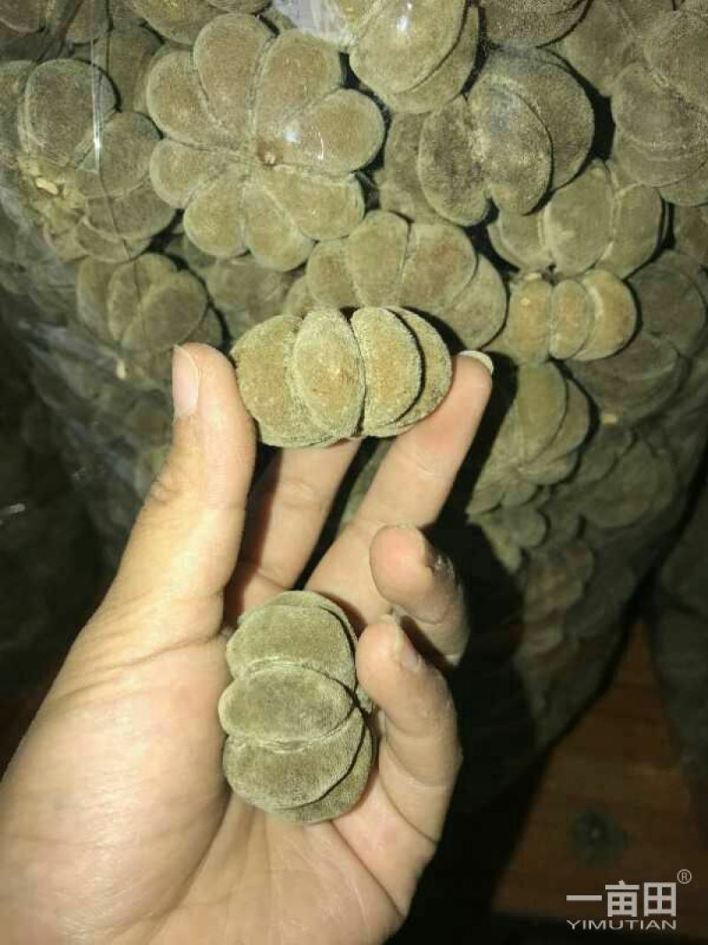 正宗化州橘红正毛果，工艺茶